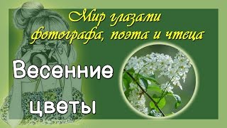 Весенние цветы Авторские стихи, фото, прочтение