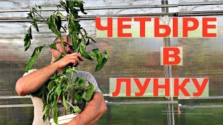 ЭКСПЕРИМЕНТ в теплице, что будет ЕСЛИ.....