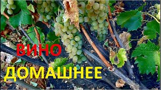 ВИНО из БЕЛОГО ВИНОГРАДА ДЕЛАЕМ ЗАКВАСКУ