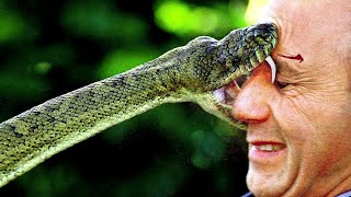 ▽ Самые маленькие и смертоносные животные в мире