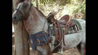 El Guasón...El caballo record en el 2010.