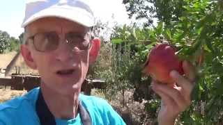 Cад Инжира и Граната в Турции, Entomologist in Turkiye, Ficus, Aydin, Turkey (in RUSSIAN)