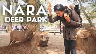 GETTING AROUND NARA | Bowing Deer Park in JAPAN