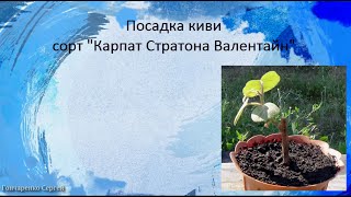 Посадка киви сорт Карпат Стратона Валентайн