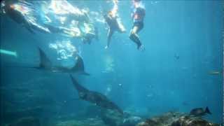 Absolute Crazy - Ray and Shark Snorkeling