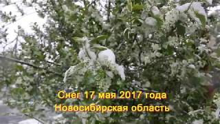 Снег в Новосибирской области 17 мая 2017