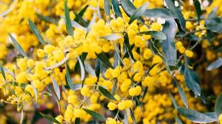 Mimosa - Мимоза