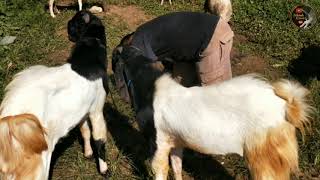 Terbaru... Harga kambing bakalan etawa Super dipasar kliwon