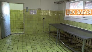 ФЕРМА РУССКИЙ СТРАУС. Забойный цех