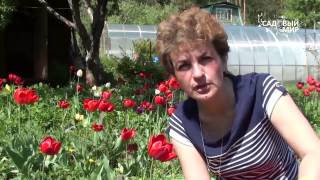 Как сажать кабачки. Сайт "Садовый мир"