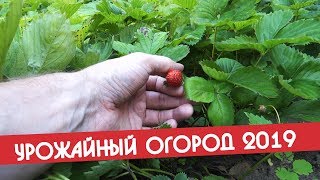 Урожайный Огород не Татьяны новое видео 2019