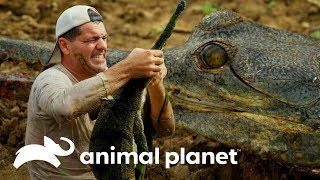Incrível encontro com crocodilo gavial| Perdido na Ásia | Animal Planet Brasil