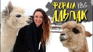 АЛЬПАКИ || Ферма Русские альпаки в Подмосковье! САМЫЕ НЯШНЫЕ СУЩЕСТВА