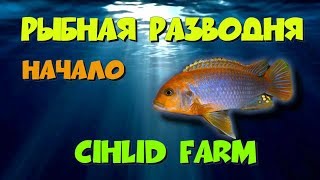 Будни на разводне. Цихлиды. Цихлидная ферма, разводня.