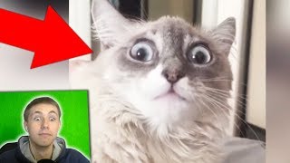 ЛУЧШИЕ ПРИКОЛЫ ИЮНЬ 2019 ПОПРОБУЙ НЕ ЗАСМЕЯТЬСЯ ЧЕЛЛЕНДЖ ЗАСМЕЯЛСЯ ПРОИГРАЛ