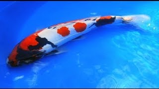 Japanese Showa Koi Fish Tutorial - Part 2