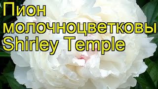 Пион молочноцветковый Ширли Темпл. Краткий обзор, описание paeonia lactiflora Shirley Temple