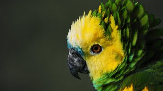 Storminator | Blue Fronted Amazon