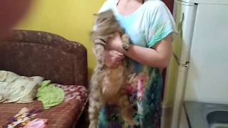 Новорожденные котята под кроватью. Спасение новорожденных котят.