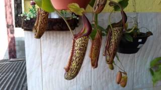 Nephentes: como cultivar, substrato e rega.