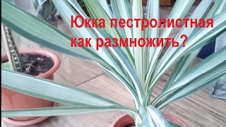 Юкка пестролистная.    Как размножить юкку?