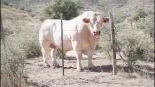 Historia del Charolais en México