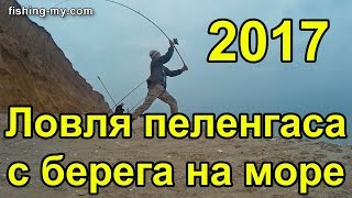 Ловля пеленгаса c берега рыбалка на море 2017