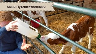 VLOG: Ферма для детей в Англии