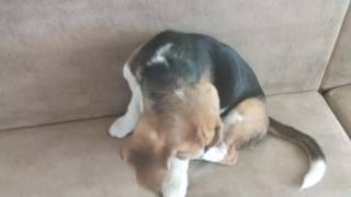 Попробуй выгони бигля с кровати или дивана) || Try to catch up with the beagle bed or sofa))