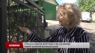 Відомий страус, якого врятував "кіборг", став батьком