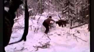 Охота на медведя поднятие с берлоги