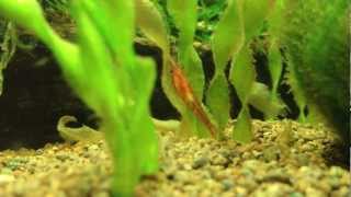 Креветка вишня объедает нитчатку. Cherry shrimp eating algae.