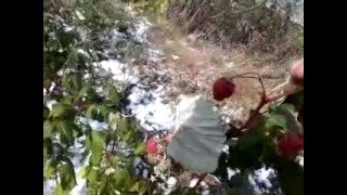 ремонтантная малина в октябре