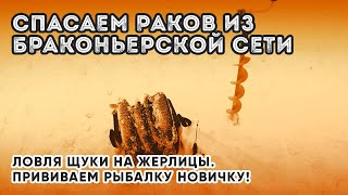 РЫБАЛКА В 4К. СПАСАЕМ РАКОВ ИЗ БРАКОНЬЕРСКОЙ СЕТИ.ЛОВЛЯ ЩУКИ НА ЖЕРЛИЦЫ.ПРИВИВАЕМ РЫБАЛКУ НОВИЧКУ!