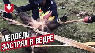 Медведь украл ведро со стройки и застрял в нем, пришлось вызывать спасателей. Видео операции