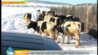 От голода и жажды умирают коровы в селе Горохово Иркутского района