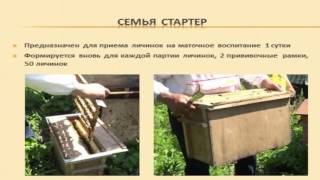 Вывод маток средне русской породы. Кугейко В.