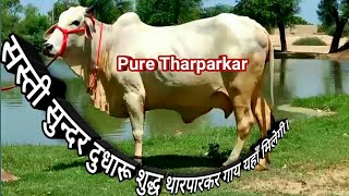 इतनी सस्ती और इतनी सुन्दर 100% Pure Tharparkar Cow Available For Sale @ Ganganagar Rajasthan Farm