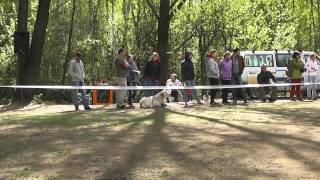 "Азиат 2014" Моно среднеазиатских овчарок.