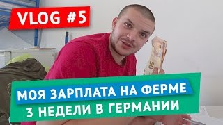 Сколько я заработал на ферме в Германии за 3 недели. Орест влог №5