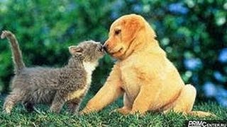 Схватка кота и собаки! Кто победит?