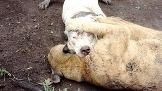 САМЫЕ ОПАСНЫЕ ПОРОДЫ СОБАК. ТОП 10 САМЫХ ОПАСНЫХ ПОРОД СОБАК В МИРЕ. № 5 АРГЕНТИНСКИЙ ДОГ
