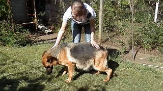 ЖДЁМ ЩЕНКОВ! WAITING FOR PUPPIES. Немецкая овчарка.