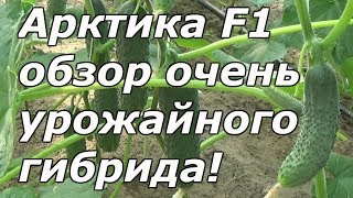 ОГУРЕЦ, КОТОРЫЙ ОБЯЗАТЕЛЬНО СТОИТ ВЫРАЩИВАТЬ!!!
