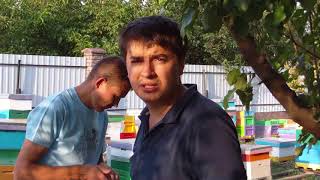 БАКФАСТ. Нуклеусы Дениса Фадеева.Я впечатлен