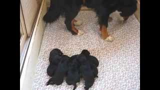 8 cute puppies - Berner Sennen/Labrador