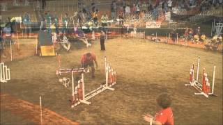 Bella & Sinbad @ Dacof 2012 ~ Cavalier King Charles Spaniels Agility Trial