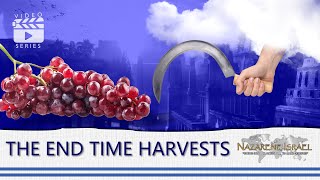 Revelation Simplified 10: The End Time Harvests
