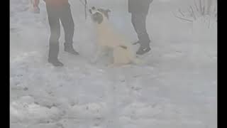 Челябинец бьет собаку