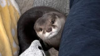 カワウソさくら 朝起きたら耳元で「起きて」と囁いてくるカワウソ otter whispering "get up"